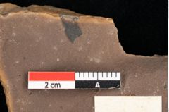 Foto (Detailansicht) von Phragmites oeningensis Braun (NHMW-GEO-2024-0188-0363)